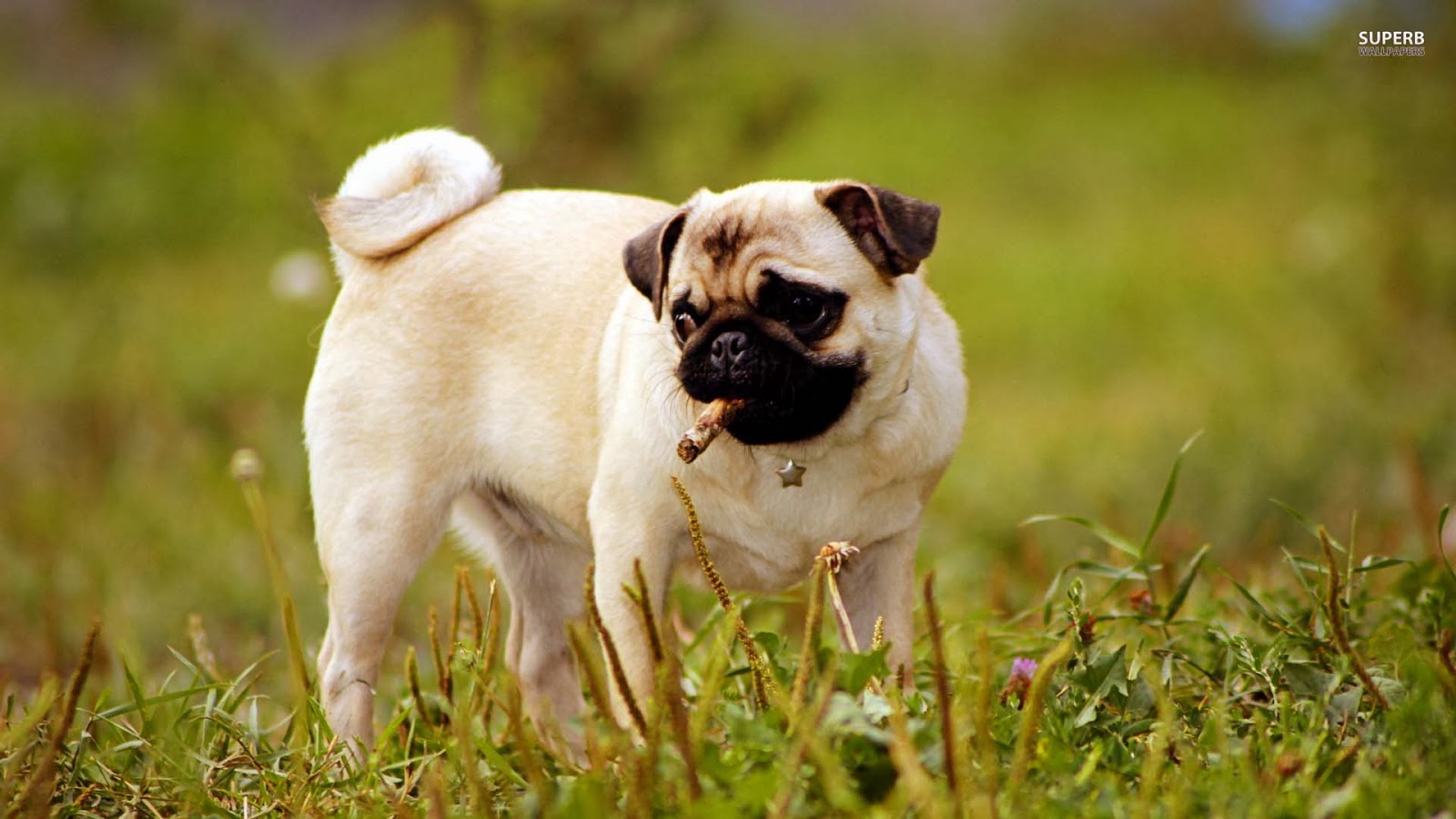 free pug puppies pug puppies wallpaper image free hd wallpaper free pug puppies pug puppies wallpaper image free hd wallpaper