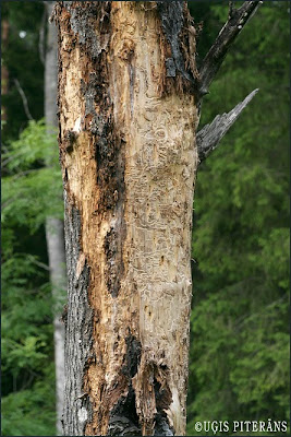 Apšu krāšņvaboles (Poecilonota variolosa) darbības pēdas