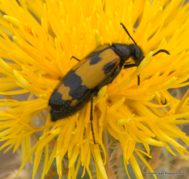 EN EL MONCAYO Mylabris variabilis
