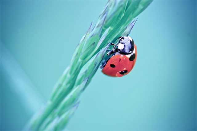 Fotos em macro de insetos molhados