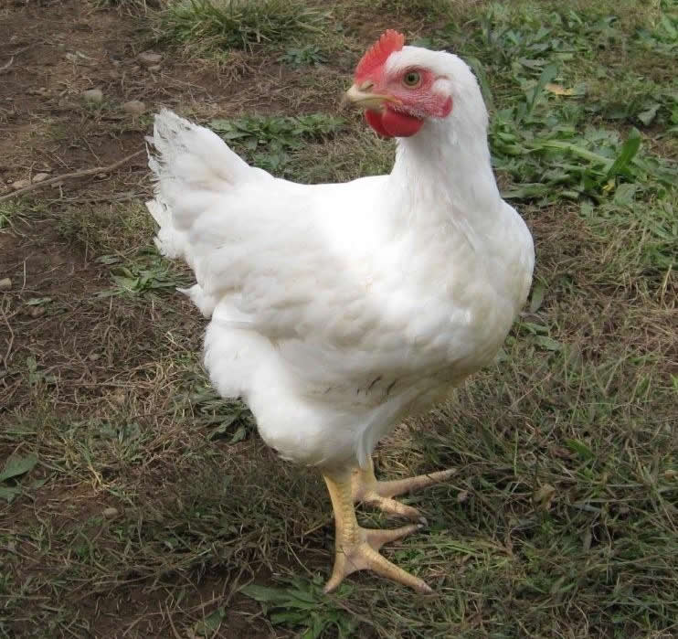 Our Wee Farm July 2011