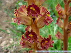 Orobanche gracilis