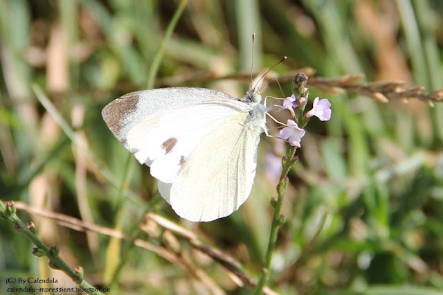 Kaiserstuhl Schmetterling weiß Karstweißling Pieris mannii