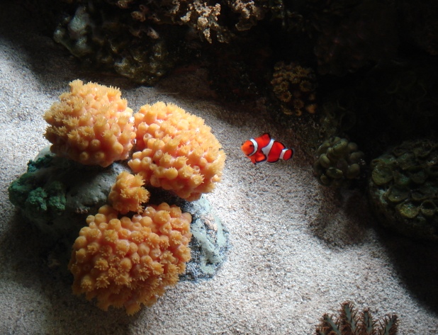Chicago Shedd Aquarium Chicago Shedd Aquarium