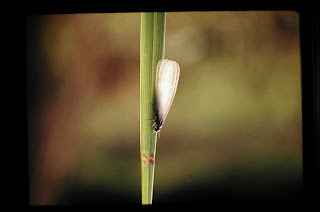 flying ant, ready to fly
