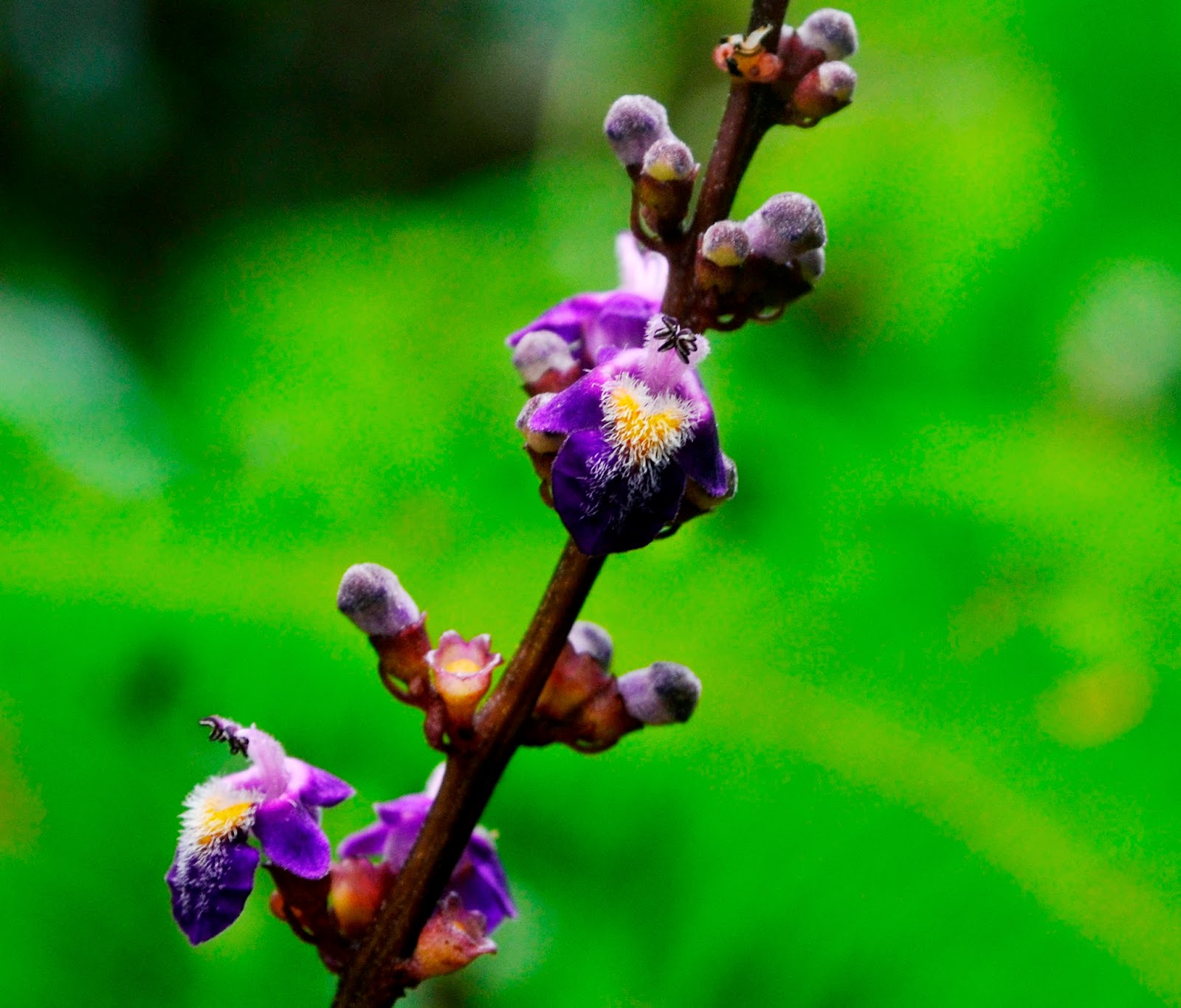 The Kambatik Park, Bintulu. Bright purple flowers of a jungle treelet