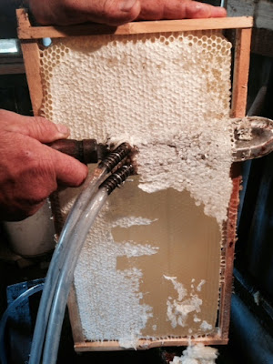 eight acres: getting started with bees - Jembella Farm