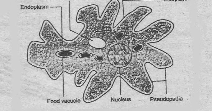 Amoeba classification image