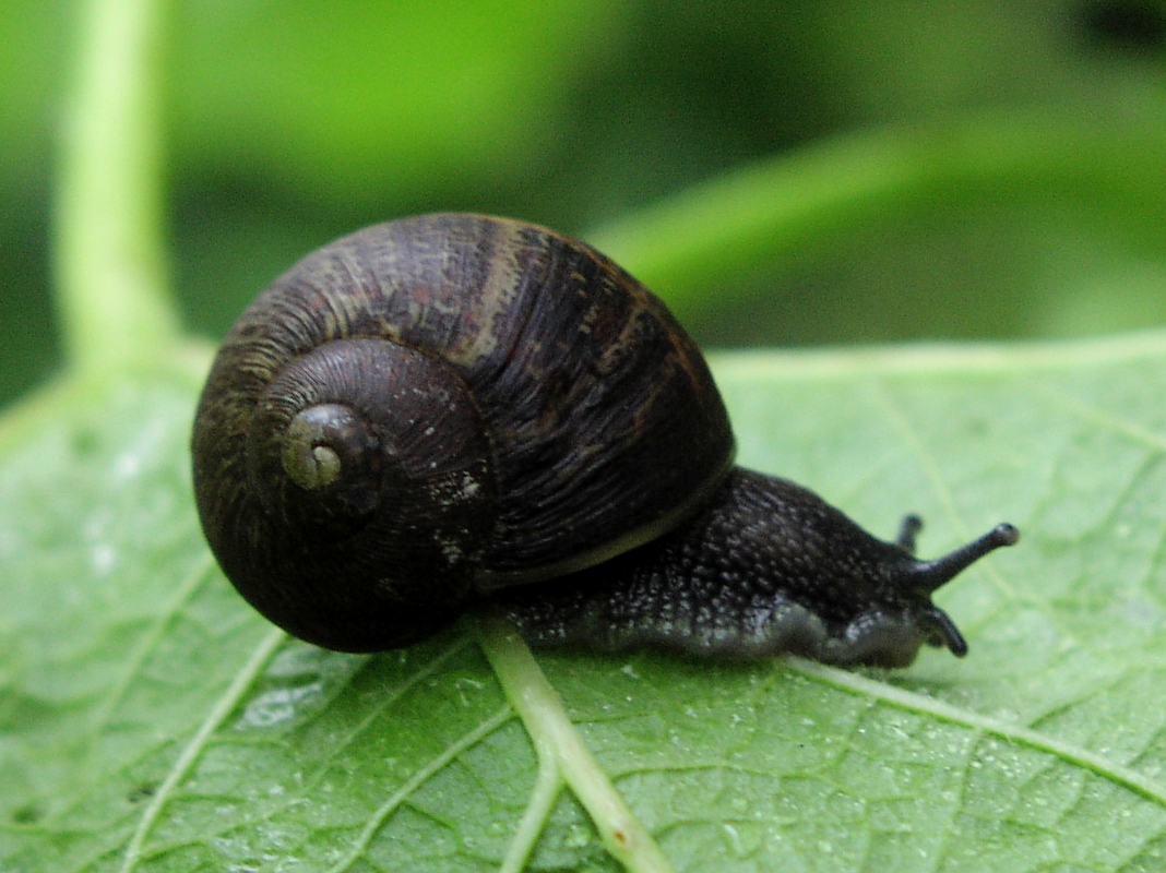 A bad witch's blog Pagan Eye Snails in the Rain
