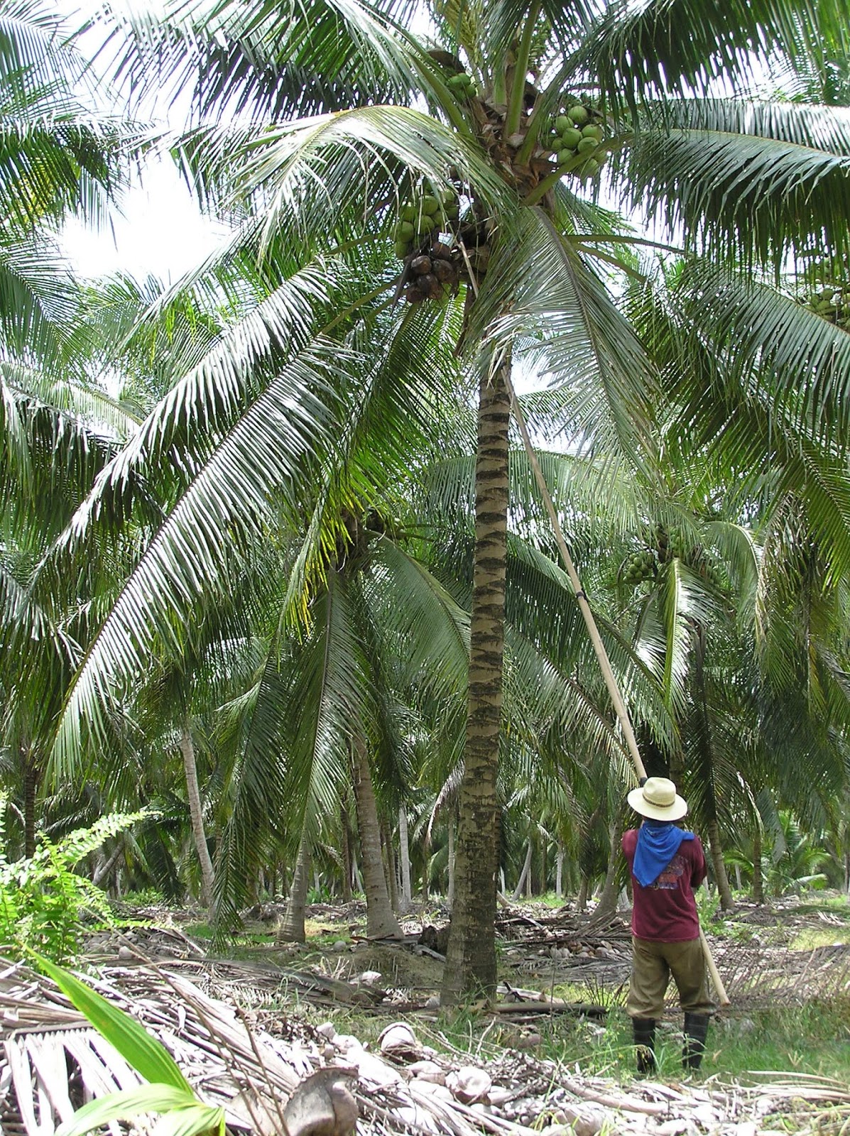 The Basics of Starting a New Coconut Plantation