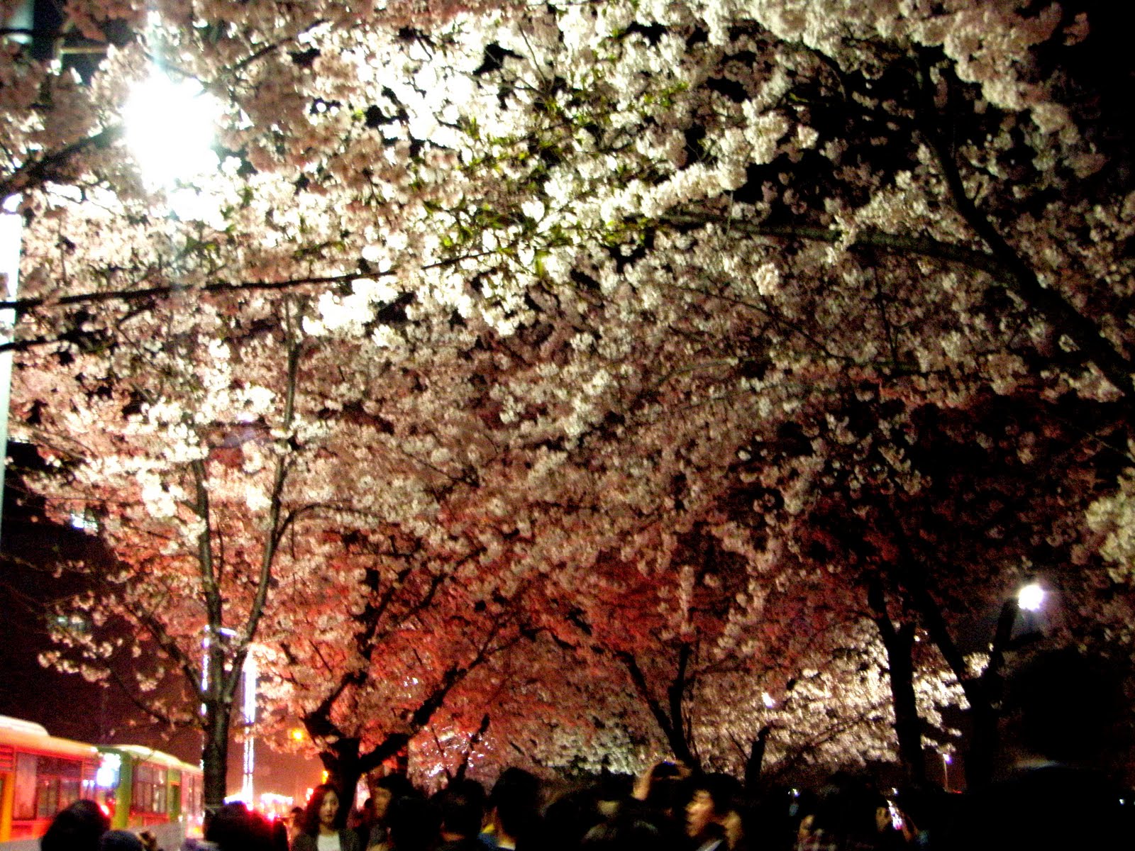 Cherry blossoms in Seoul See them before their gone at Yeouido and