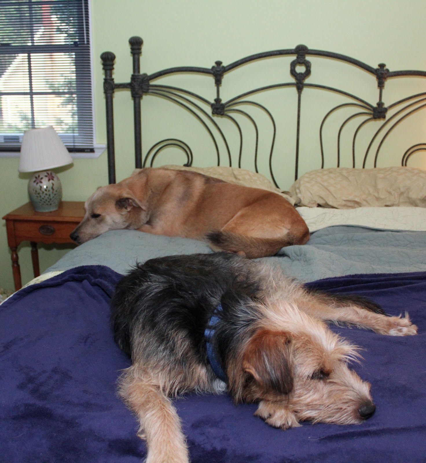 Jasper and Tucker on their...my...bed.