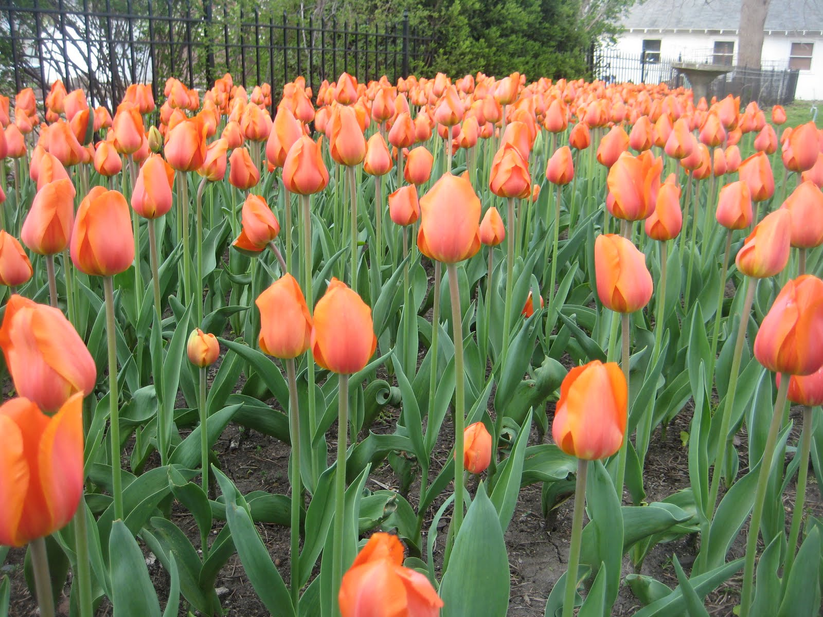 Debra Clopton Pella Tulip FestivalPella Iowa a Great Place to Visit