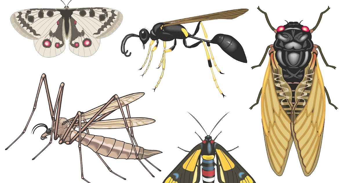 eps-ai.blogspot.com: Vector Insect Collection | Free Vector Images and