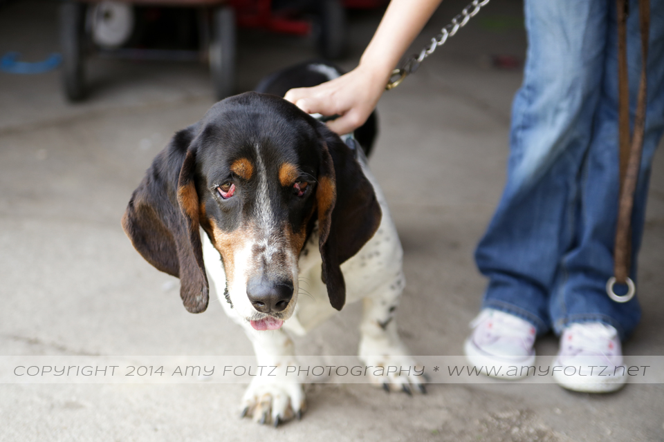 photo of a basset hound - Terre Haute photographer