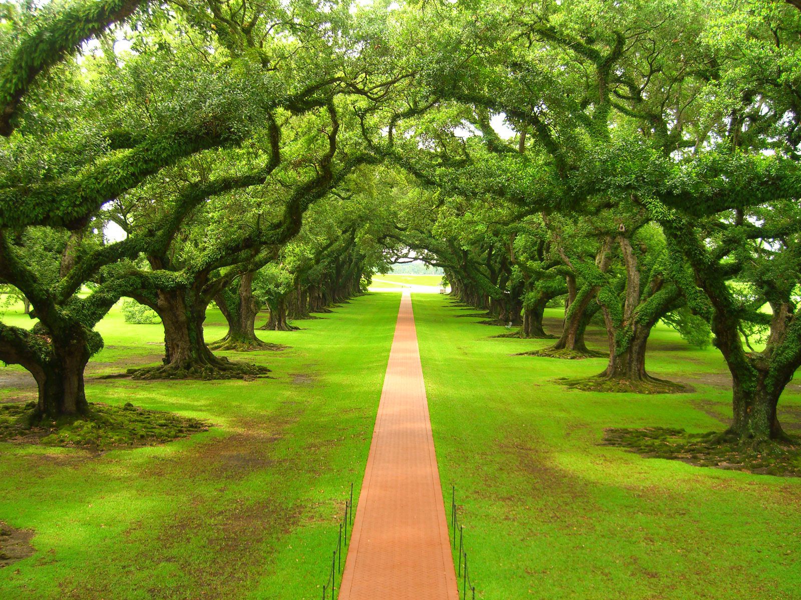 natural wallpaper