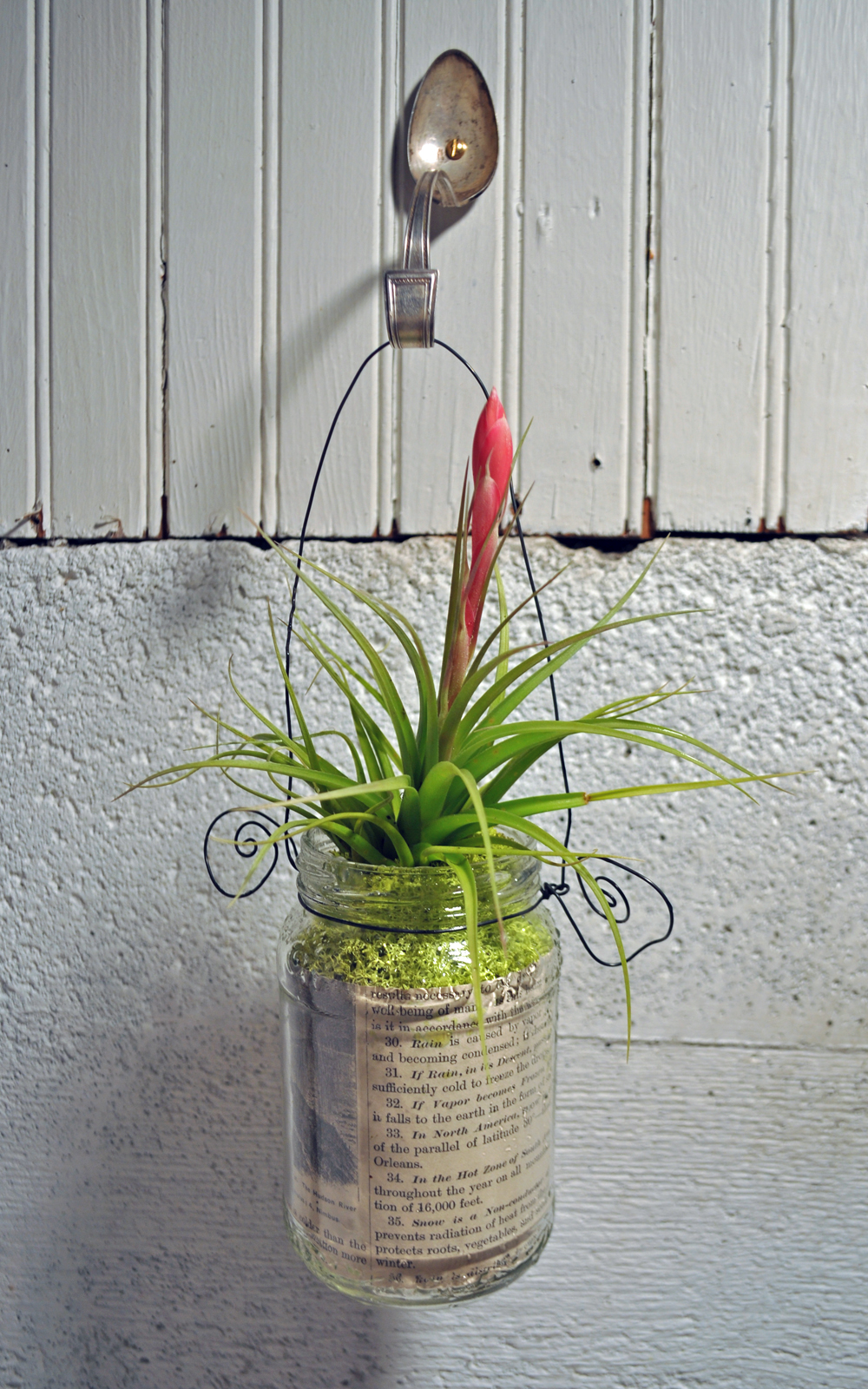 hutch studio Hanging Air Plants
