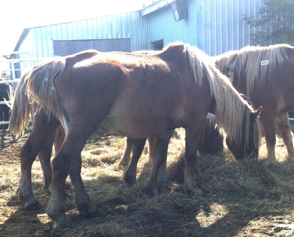 Ferme du Sault Cruauté animale Maltraitance Chevaux négligés