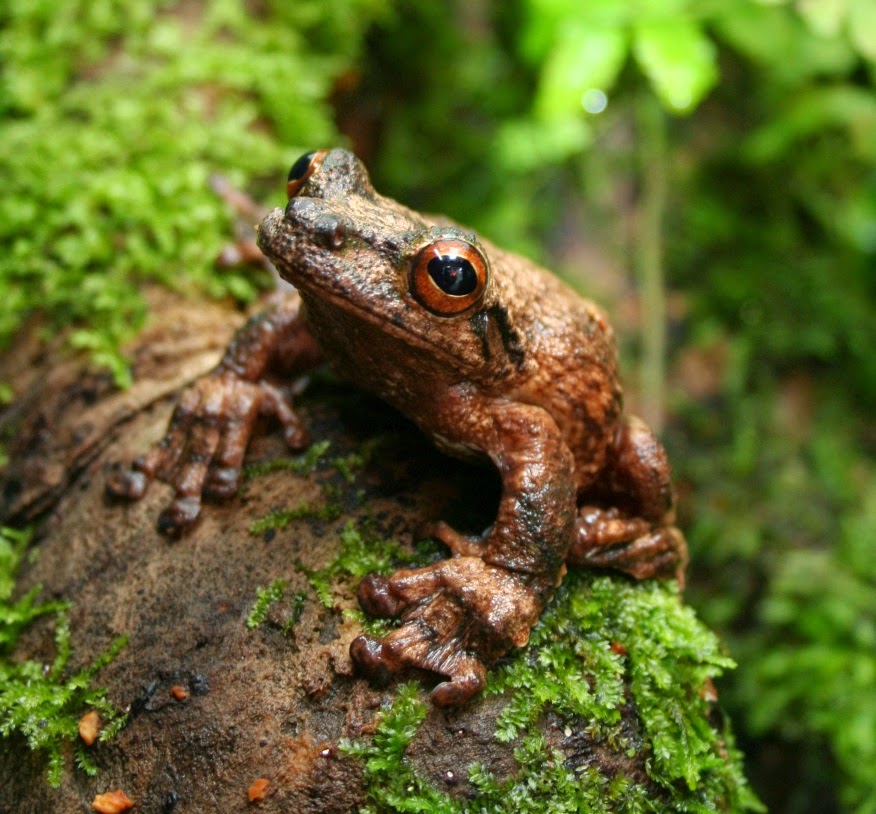 Little Frogs Kumala Chenin - SBTpedigree database Pedigree of