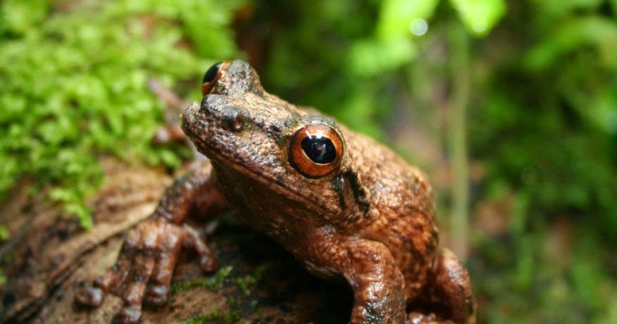 Little Frogs Kumala Chenin - SBTpedigree database Pedigree of