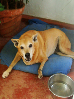 Dog Rescue Rehabilitation Goa