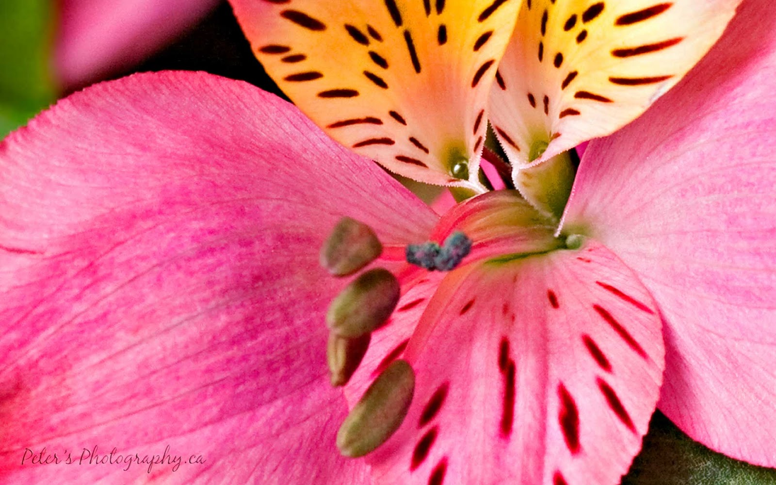 Flower Homes Alstroemeria Flowers