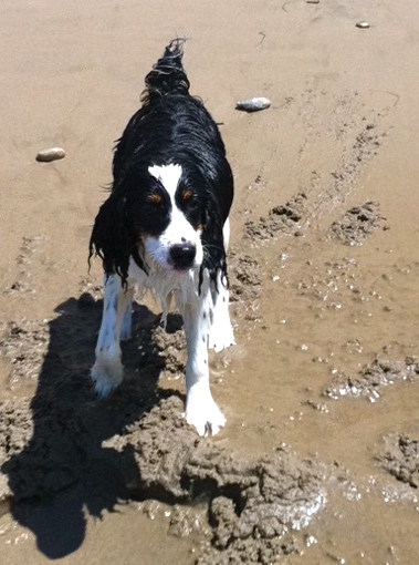 Dogs Dirty