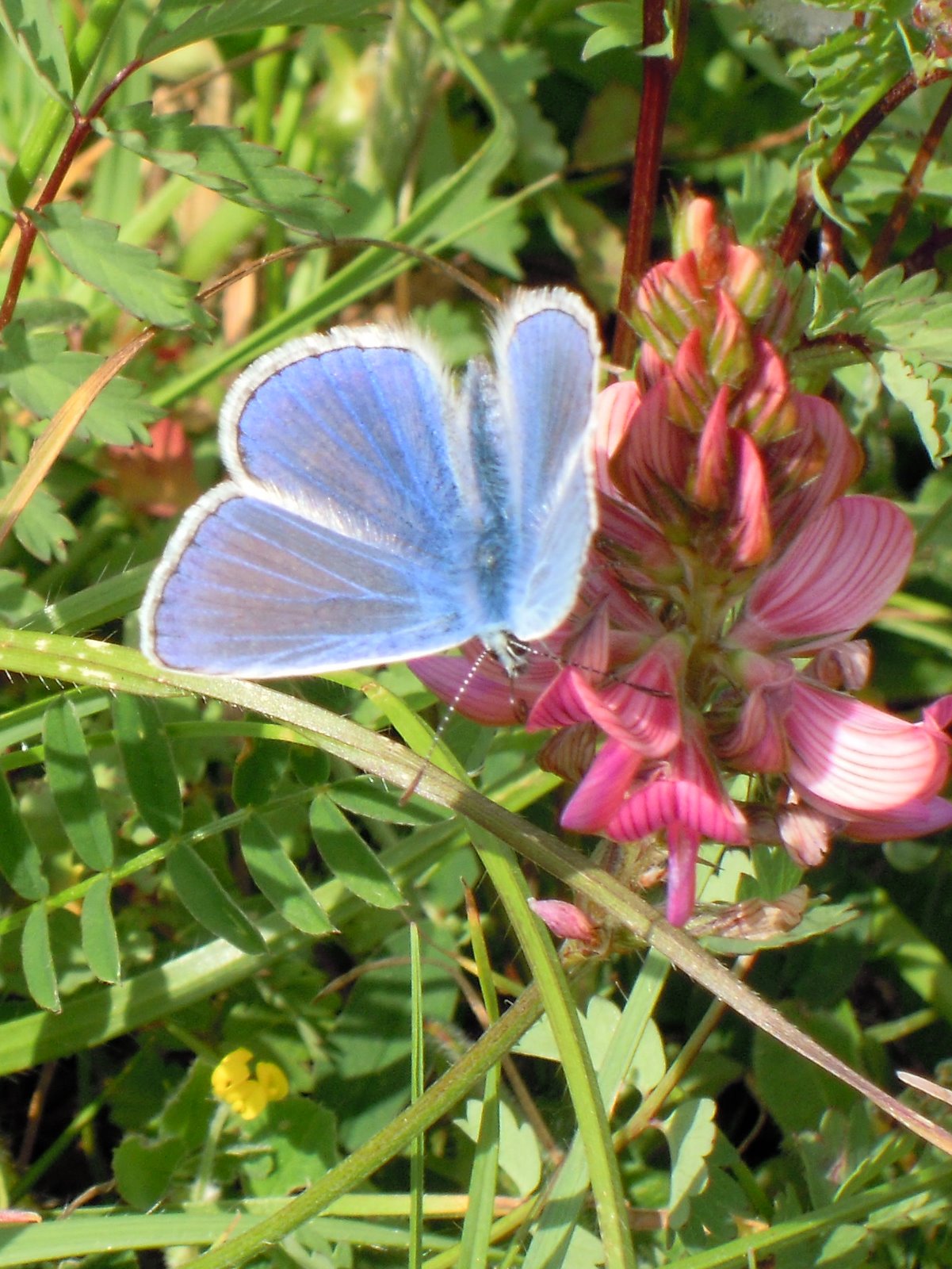 A Cotswold Year Adonis Blue Butterfly