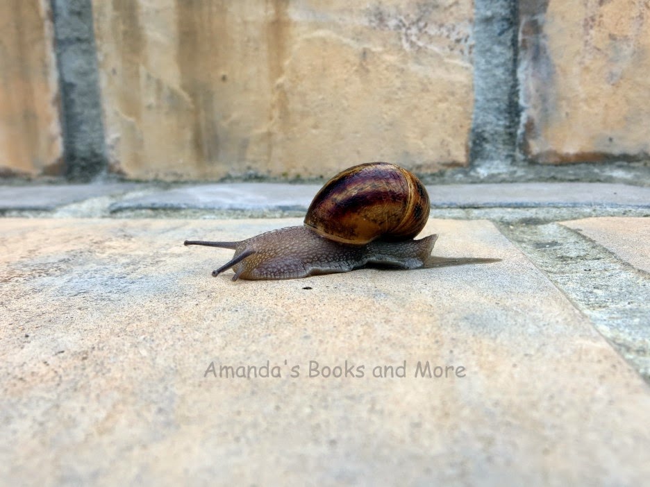 Cat and Snail with #WW #Linky ~ Amanda's Books and More