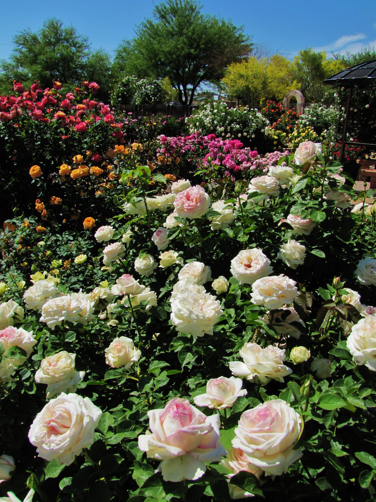 Las Aventuras A Rose Garden in Tucson