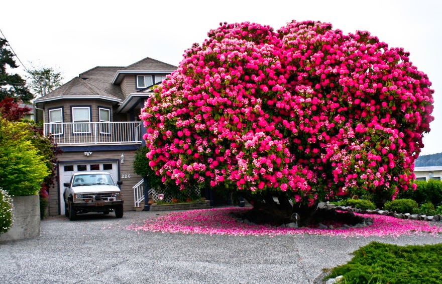 Stunning-Trees-in-th