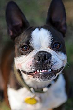 Cute Puppy Dogs: White Boston Terrier Puppies