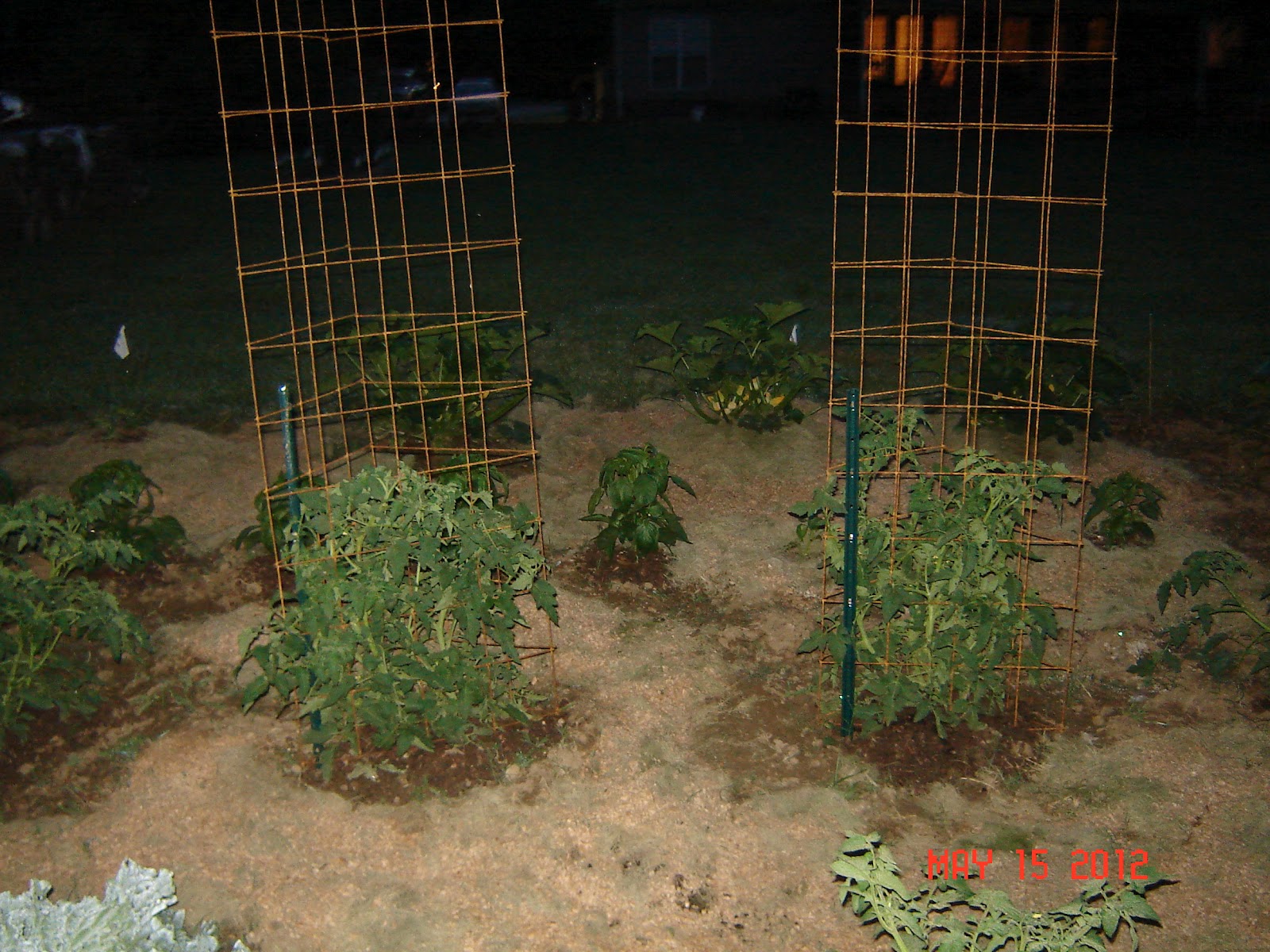 HoeMade TriPod Beans and Homemade Cages