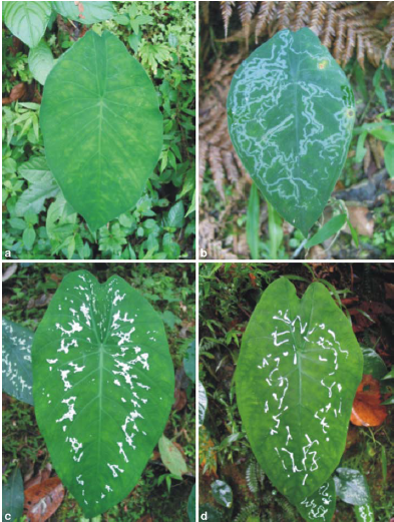 Get Mimicry And Deception In The Plant Kingdom 2015 For Free Get Wallpaper Mimicry And Deception In The Plant Kingdom 2015 For Android Free