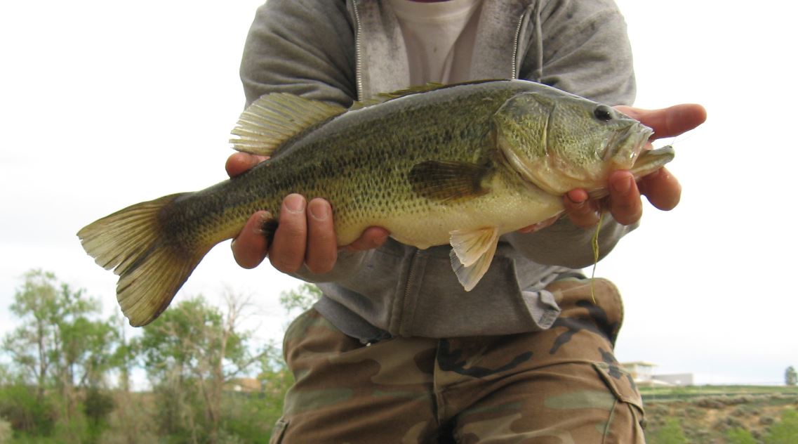 ColoradoCasters Mud Bass on the Shorebang