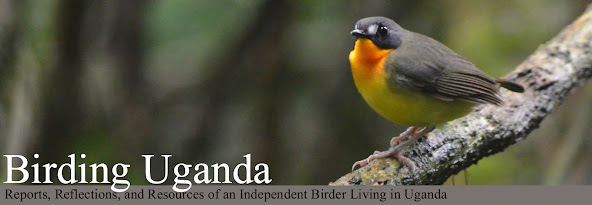 Birding Uganda