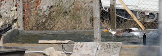 Super fast duck Super fast duck