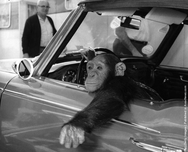 vintage 1971 chimpanzee monkey doctor kendrick universal