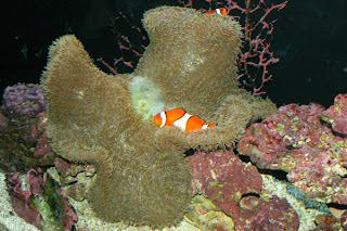 ocellaris clownfish host anemone ocellaris clownfish host anemone