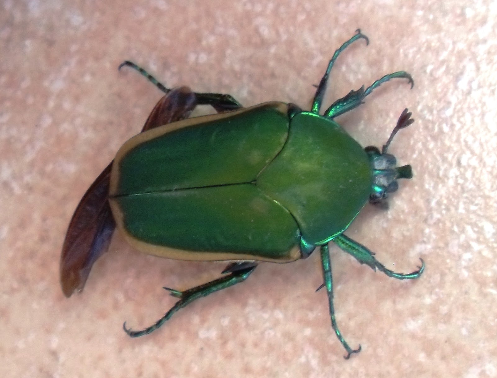 The Scientific Gardener Here Come the Bugs!