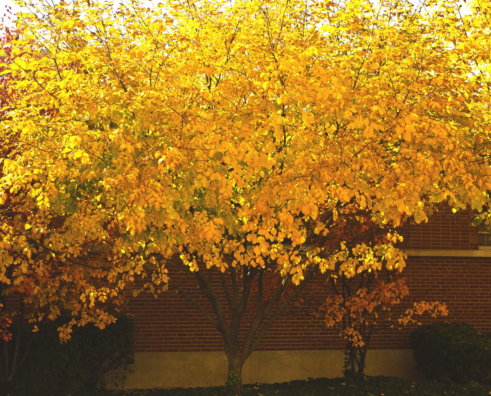 Kentucky Native Plant and Wildlife Plant of the Week Kentucky