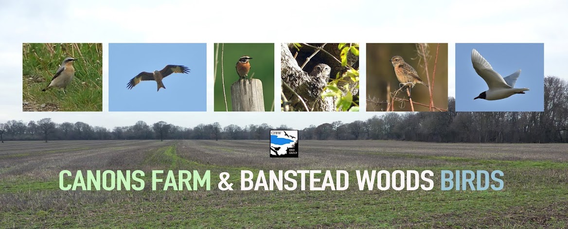 Canons Farm & Banstead Woods Birds