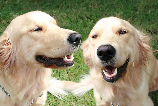 ... and puppies, dogs for sale, small dogs, breed of dogs, type of dogs ... and puppies, dogs for sale, small dogs, breed of dogs, type of dogs