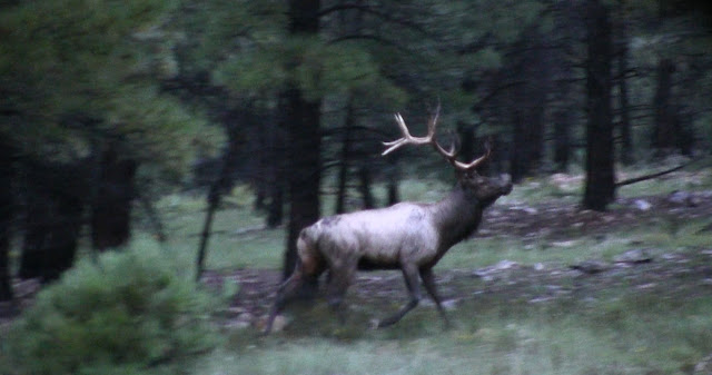 Elk+Hunting+Arizona+with+Colburn+and+Scott+Outfitters+9.12.12+2.jpg