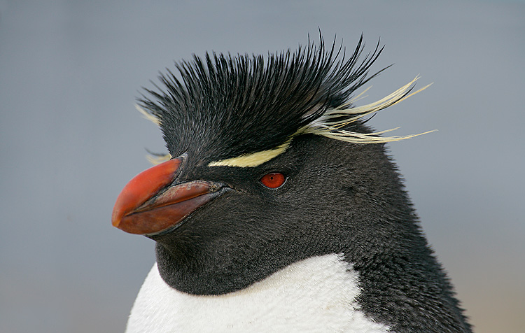of penguins of penguins
