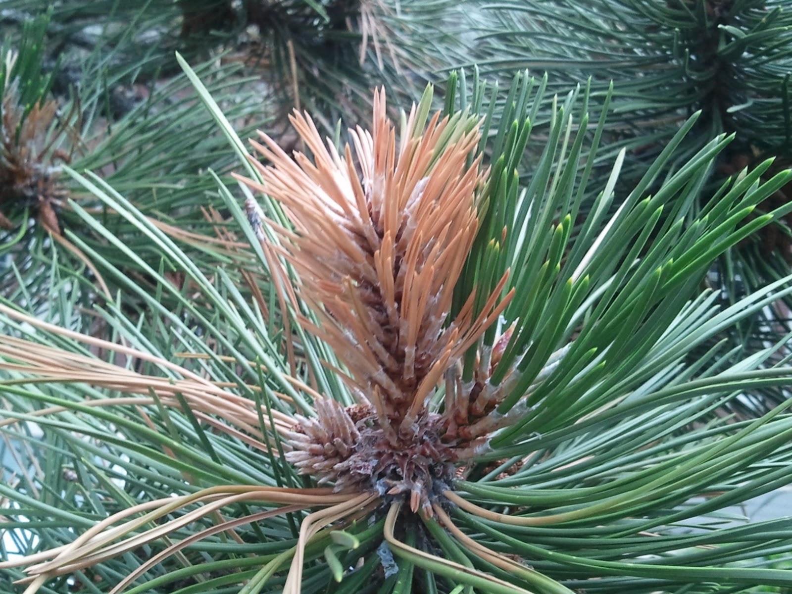 UK Diseases of Fruit Crops & Ornamentals Stunted Pines and Brown