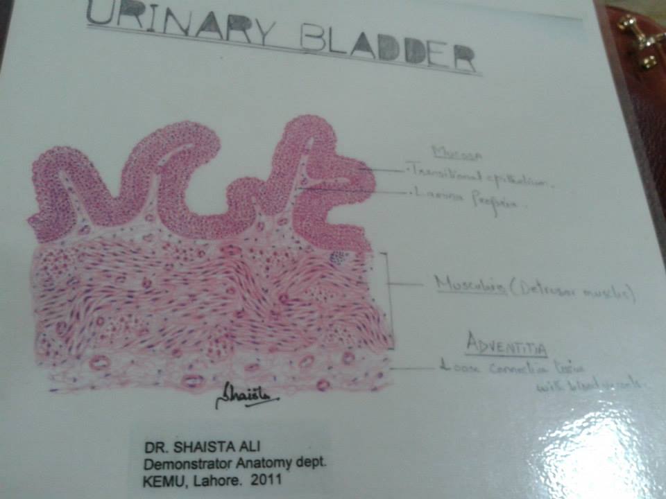 Histology Handmade Diagrams Cards for 2nd Year MBBS