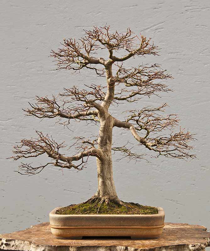 Walter Pall Bonsai Adventures November 2012