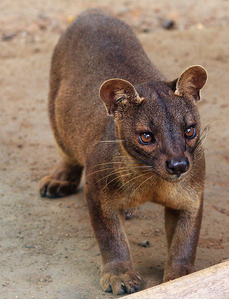 Fosa The Jungle Store The Fossa Not A Feline