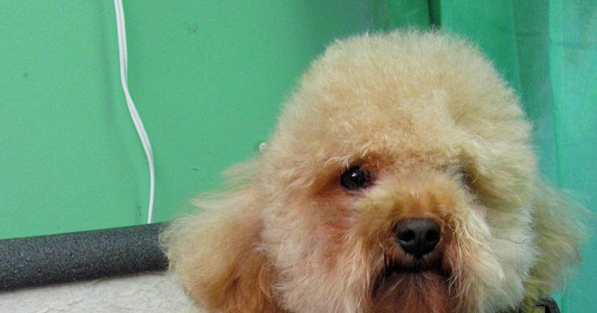 Pet Grooming The Good, The Bad, & The Furry Trying Japanese Grooming